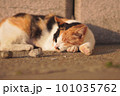 陽だまりの中お昼寝する猫 101035762