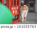 しっぽがかわいい猫の後ろ姿 101035763