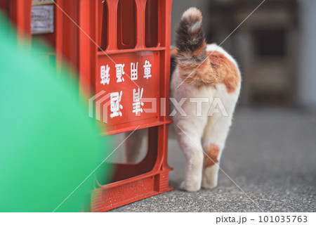 しっぽがかわいい猫の後ろ姿 しっぽがかわいい猫の後ろ姿 101035763