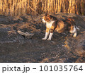 夕日に照らされる猫 101035764