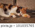 お昼寝中の猫 101035765