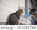 看板猫 101035766