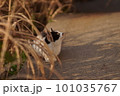 獲物を見つけた猫 101035767