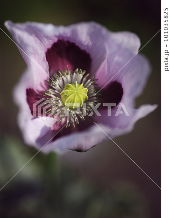 Closeup of purple poppy flower 101035825