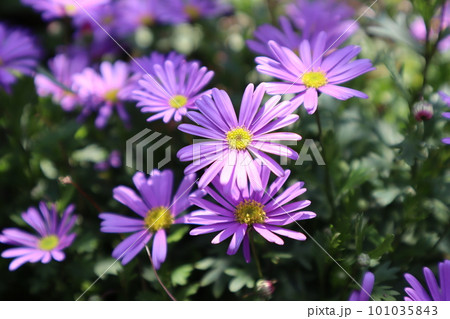 春の花壇に咲くブラキカム 春の花壇に咲くブラキカム 101035843