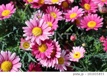 ピンク色のマーガレットの花が咲いています ピンク色のマーガレットの花が咲いています 101035855