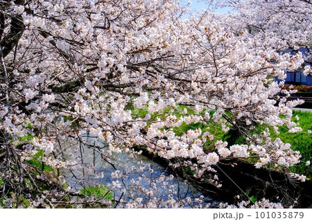 丹波市黒井川桜堤 101035879