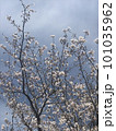 青空に映える桜 101035962