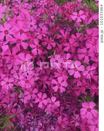 赤いシバザクラ 101035964