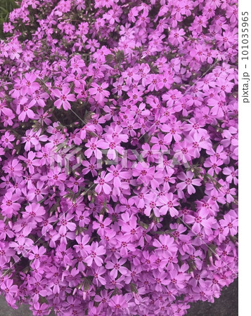 ピンクのシバザクラ ピンクのシバザクラ 101035965