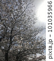 見上げた桜 101035966