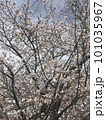 咲き誇る桜 101035967
