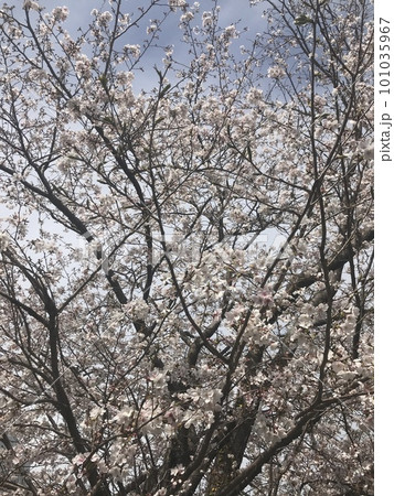 咲き誇る桜 101035967