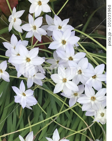 白いハナニラの花 101035968