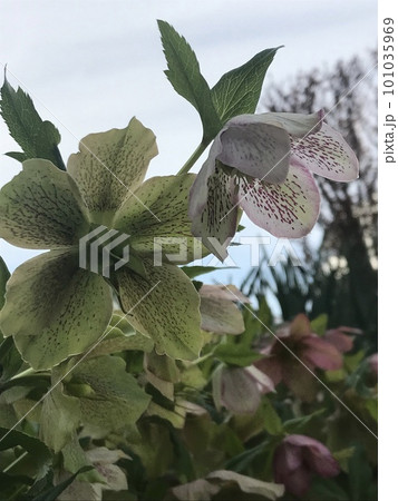 一本で緑とピンクを咲かせるクリスマスローズ 一本で緑とピンクを咲かせるクリスマスローズ 101035969