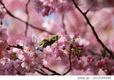 河津桜と蜜を吸うメジロ white-eye sucking cherry honey 河津桜と蜜を吸うメジロ white-eye sucking cherry honey 101036040
