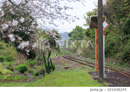 ローカル鉄道の駅から伸びる線路と桜 ローカル鉄道の駅から伸びる線路と桜 101036245