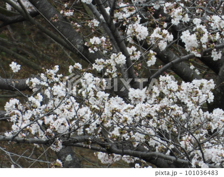 桜 101036483