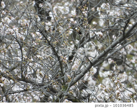 桜 桜 101036485