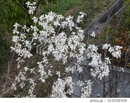 桜 101036509