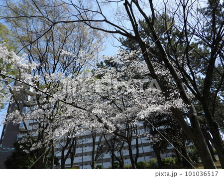 桜 桜 101036517