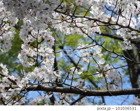 桜 101036531
