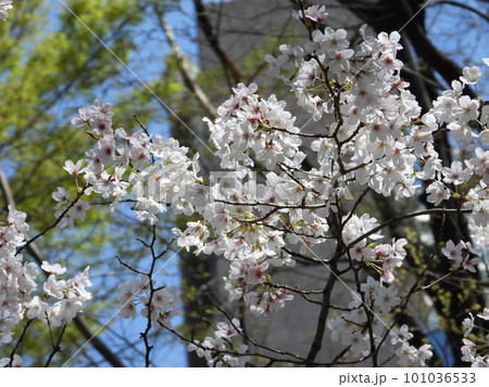 桜 桜 101036533