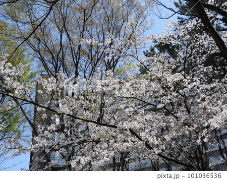 桜 桜 101036536