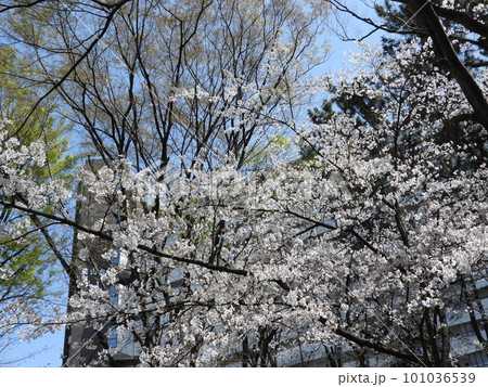 桜 101036539