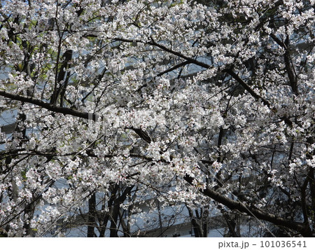 桜 桜 101036541