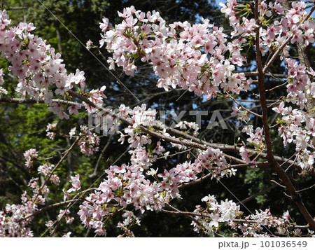 桜 桜 101036549