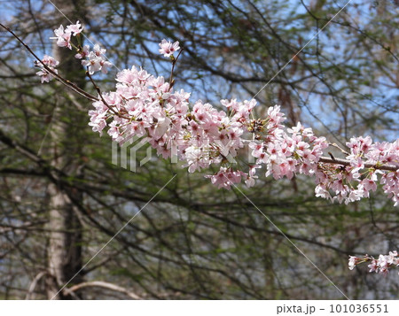 桜 桜 101036551