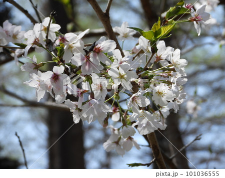 桜 101036555