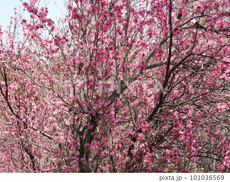 桜 桜 101036569