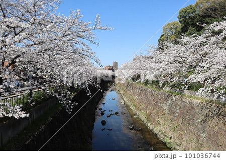 川沿いに咲く満開の桜 桜祭り お花見 晴天 ソメイヨシノ 川沿いに咲く満開の桜 桜祭り お花見 晴天 ソメイヨシノ 101036744