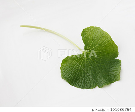 葉わさび 山菜 葉わさび 山菜 101036764
