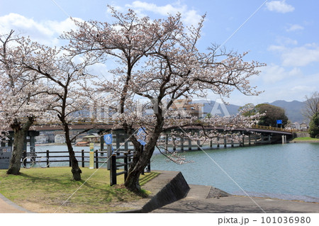 桜が咲く季節の瀬田の唐橋周辺の風景 桜が咲く季節の瀬田の唐橋周辺の風景 101036980