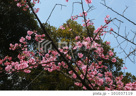 三ッ池公園でお花見 三ッ池公園でお花見 101037119