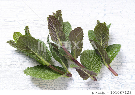 スペアミント 101037122