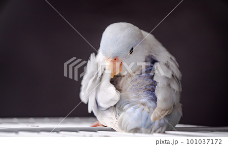 Beautiful tiny cute Forpus parrot bird, Exotic pet Beautiful tiny cute Forpus parrot bird, Exotic pet 101037172
