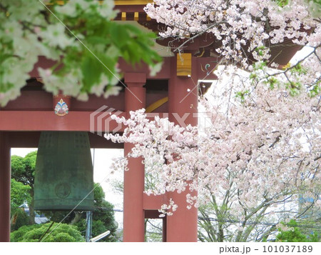 池上本門寺の鐘と満開の笹部桜とソメイヨシノ 池上本門寺の鐘と満開の笹部桜とソメイヨシノ 101037189