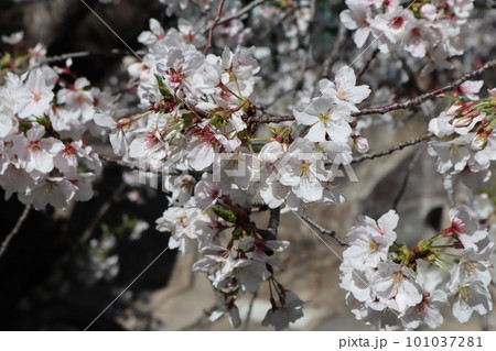 川沿いに咲く桜 満開の桜 桜 お花見 散歩 桜見物 名古屋市 山崎川 川沿いに咲く桜 満開の桜 桜 お花見 散歩 桜見物 名古屋市 山崎川 101037281
