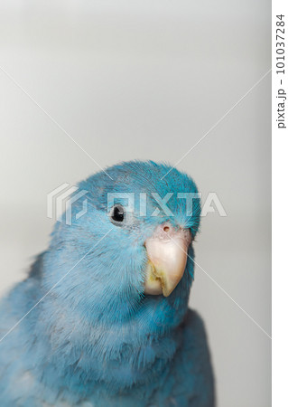 Beautiful tiny cute Forpus parrot bird, Exotic pet 101037284