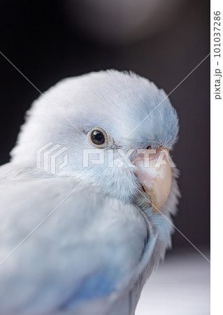 Beautiful tiny cute Forpus parrot bird, Exotic pet Beautiful tiny cute Forpus parrot bird, Exotic pet 101037286