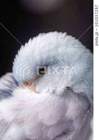 Beautiful tiny cute Forpus parrot bird, Exotic pet 101037287