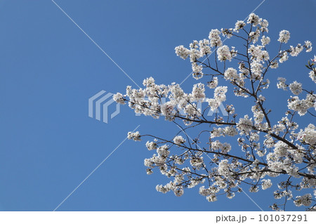 川沿いに咲く桜 満開の桜 桜 お花見 散歩 桜見物 名古屋市 山崎川 川沿いに咲く桜 満開の桜 桜 お花見 散歩 桜見物 名古屋市 山崎川 101037291