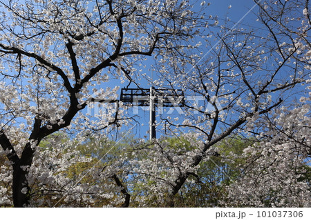 川沿いに咲く桜 満開の桜 桜 お花見 散歩 桜見物 名古屋市 山崎川 川沿いに咲く桜 満開の桜 桜 お花見 散歩 桜見物 名古屋市 山崎川 101037306