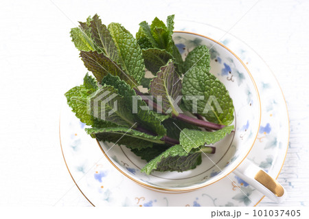 ティーカップのスペアミント ティーカップのスペアミント 101037405