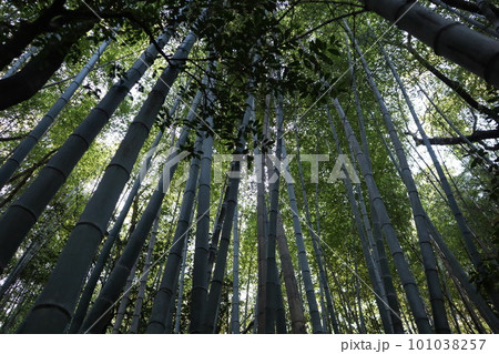 タケノコ　筍　顔を出したタケノコ　たけのこ　顔を出したたけのこ　初夏　季節のもの　旬　竹林 101038257