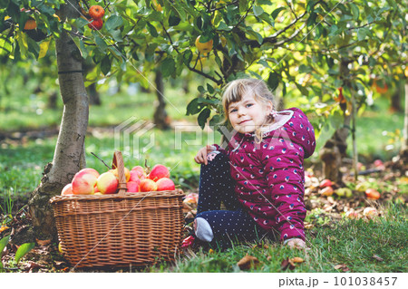 Little preschool girl in colorful clothes with basket of red apples in organic orchard. Happy toddler child picking healthy fruits from trees and having fun. Little helper and farmer. Harvest time. 101038457